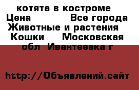 котята в костроме › Цена ­ 2 000 - Все города Животные и растения » Кошки   . Московская обл.,Ивантеевка г.